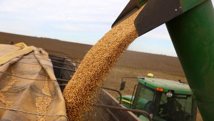 funds-trim-bearish-cbot-soybean-bets-awaiting-brazil-rains