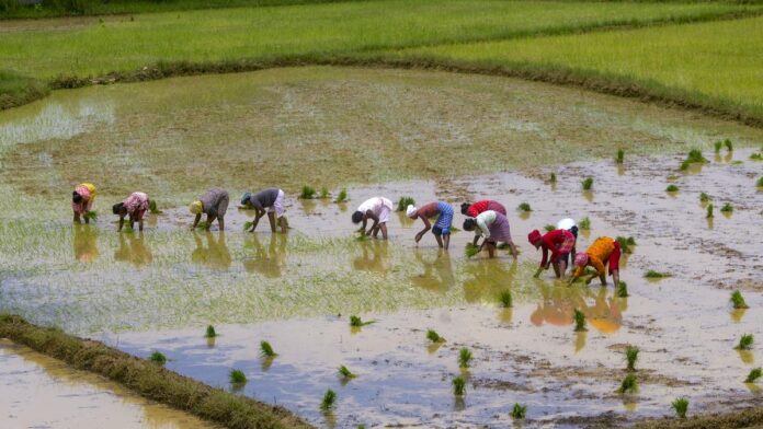should-india-focus-on-natural-farming?