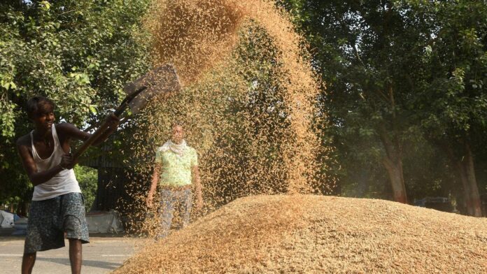 india’s-fy24-pulses-imports-hit-6-year-high-as-red-lentil-purchases-jump