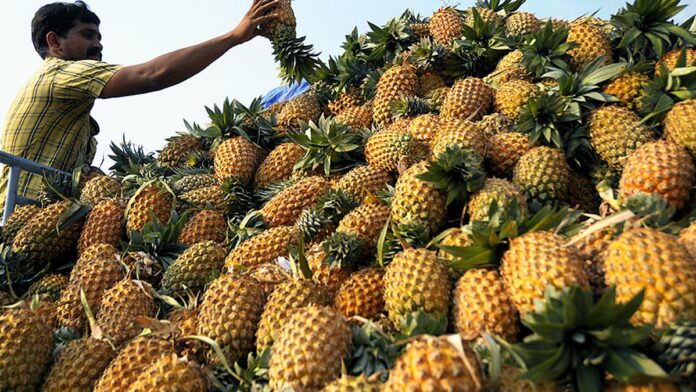 ‘very-sweet’-variety-gives-fresh-hope-to-pineapple-farmers-in-kerala