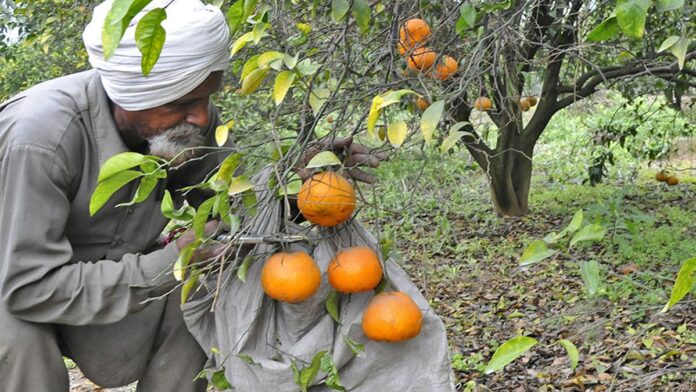 poor-demand,-bountiful-output-plunge-kinnow-price,-leave-farmers-of-punjab-in-distress