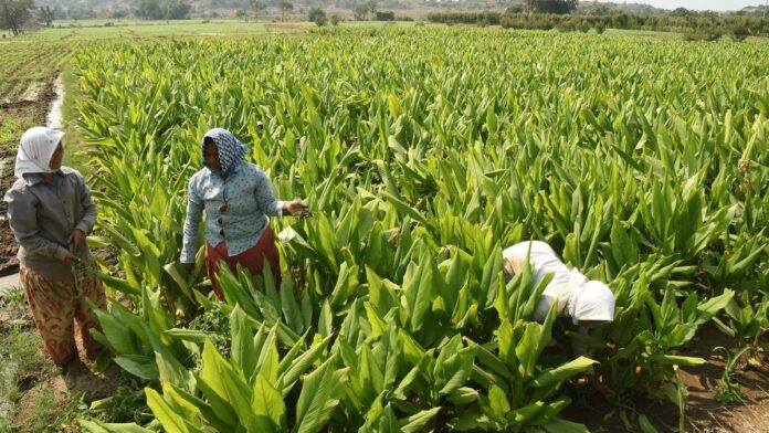 sceptical-nizamabad-farmers-ask-why-pm-has-not-laid-foundation-stone-for-turmeric-board