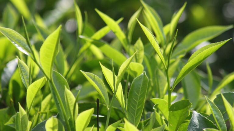 us.-recognition-of-tea-as-a-healthy-beverage-hailed