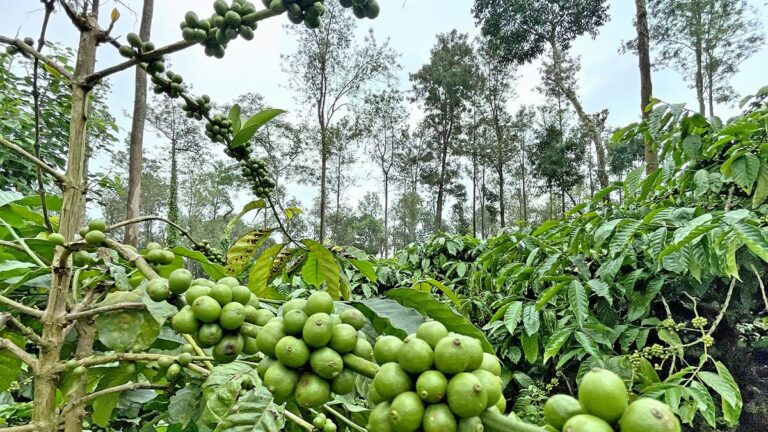 coffee-prices-soar,-but-15%-loss-in-yield-expected in-karnataka-due-to-vagaries-of-weather