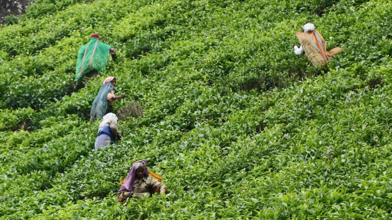 northeast-small-tea-growers-flag-impact-of-massive-imports