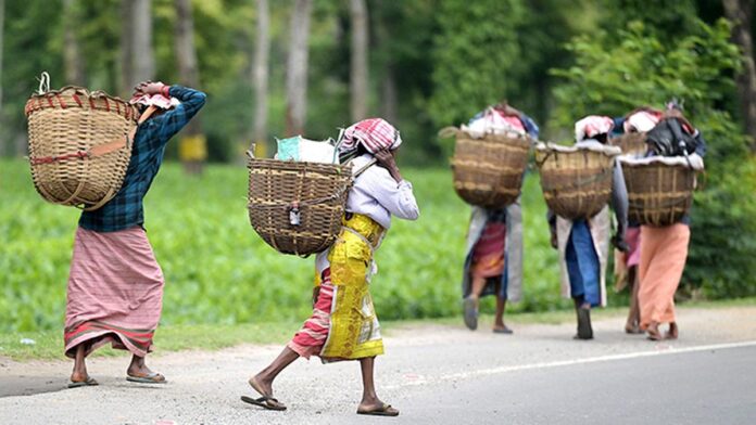 send-officers-who-can-communicate:-assam-small-tea-growers-to-tea-board