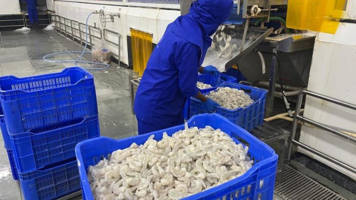 india-preparing-to-ship-40,000-tonnes-of-shrimp-to-us.-after-tariff-pause
