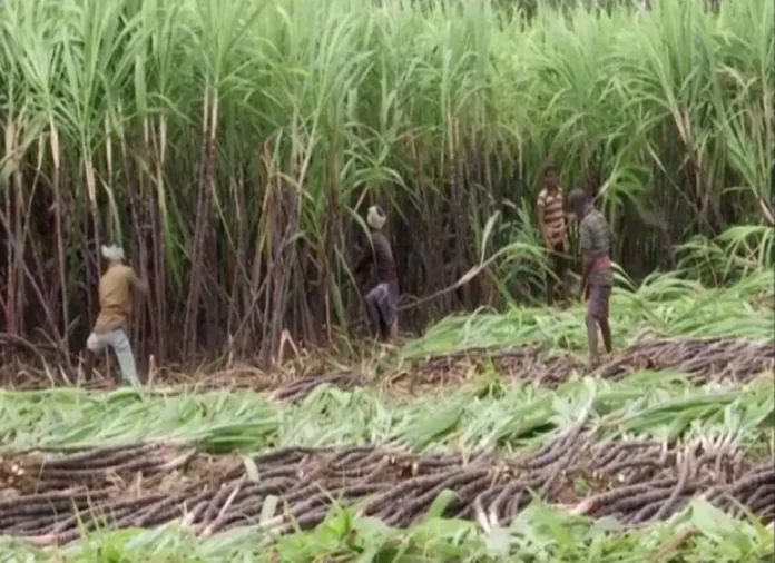 jute-vs-plastic-–-india’s-sugar-industry-clashes-with-government