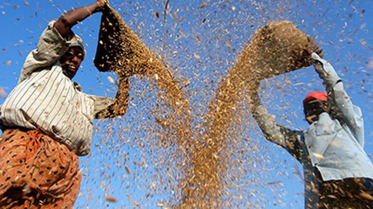 paddy,-pulses-acreage-has-increased-this-kharif-season:-centre