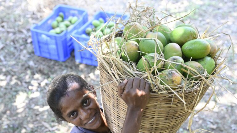 mangoes-2025:-tamil-nadu-farmers-on-the-season’s-specialities