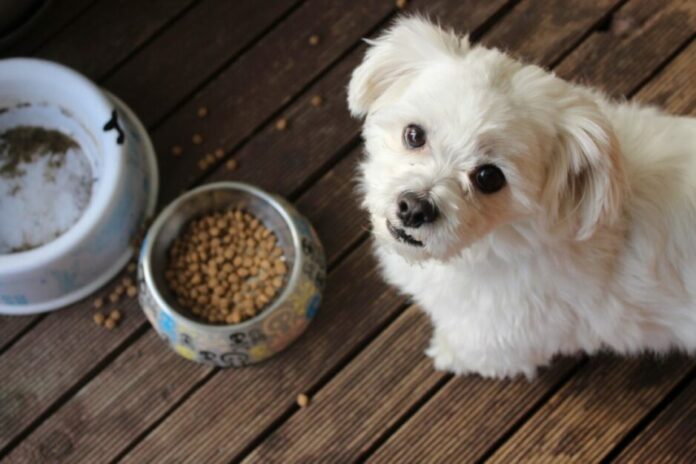india:-nestle-picks-minority-stake-in-drools-pet-food