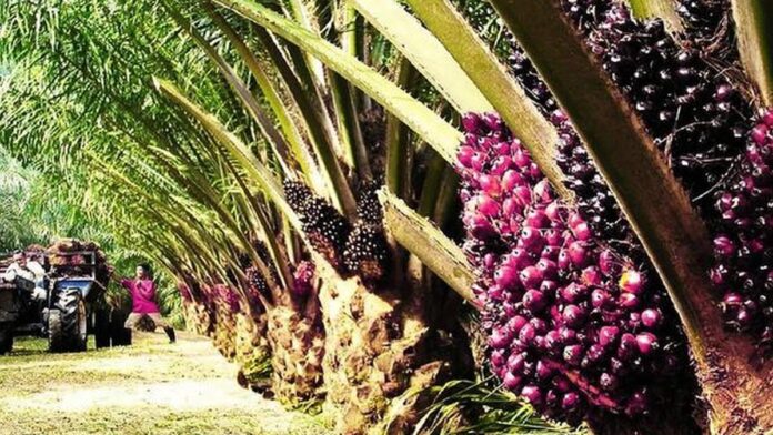 palm-oil-imports-in-may-jump-87%-to-six-month-high-in-india,-dealers-say