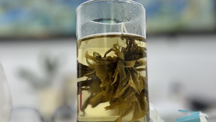 assam’s-woolah-tea-secures-patent-for-india’s-first-bagless-tea